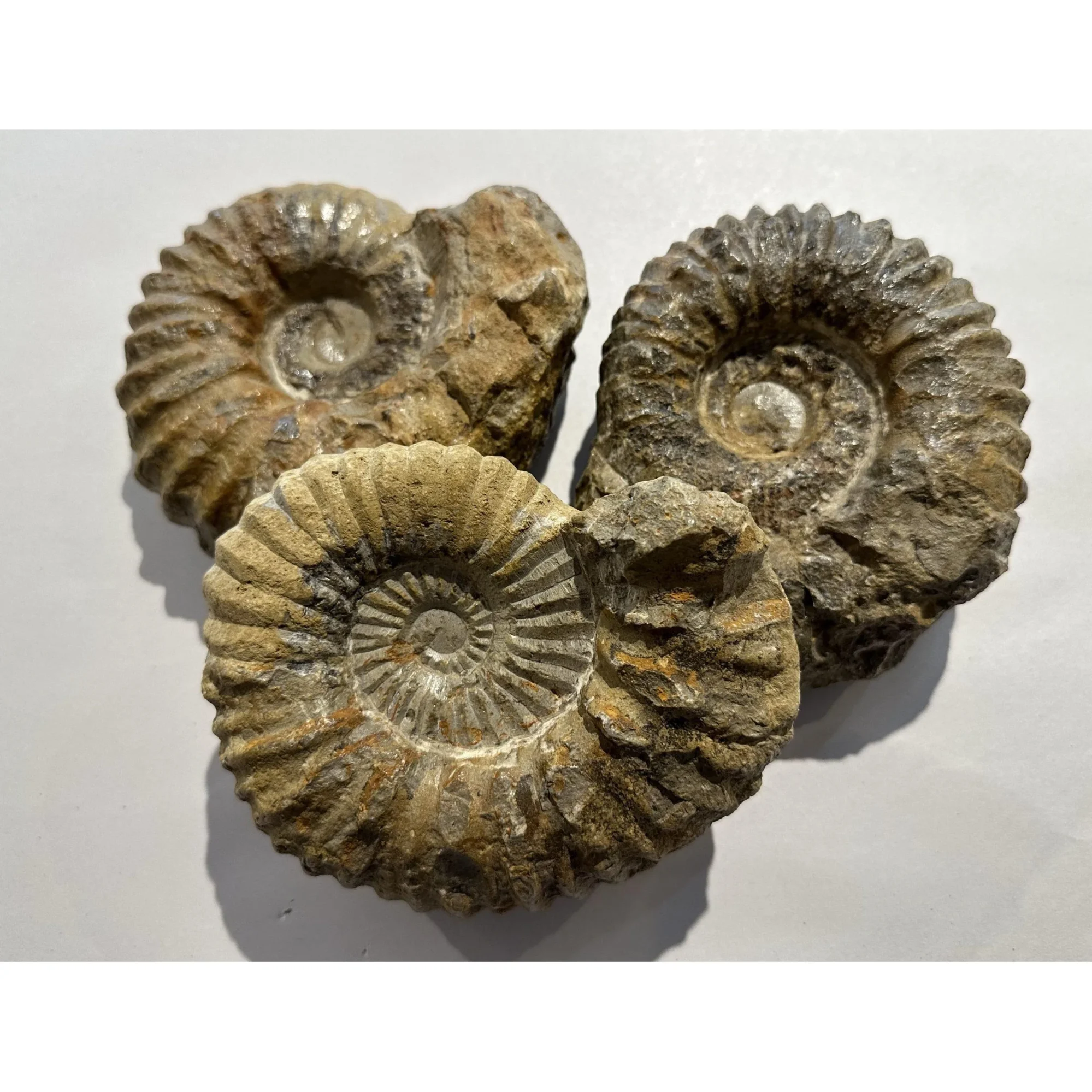 Agadir Ammonite, 6 inches Prehistoric Online