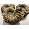 Agadir Ammonite, 6 inches Prehistoric Online