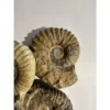 Agadir Ammonite, 6 inches Prehistoric Online