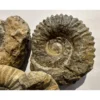 Agadir Ammonite, 6 inches Prehistoric Online