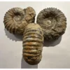 Agadir Ammonite, 6 inches Prehistoric Online