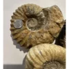 Agadir Ammonite, 6 inches Prehistoric Online