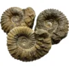 Agadir Ammonite, 6 inches Prehistoric Online