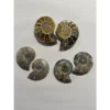 Ammonite sliced pair, 2 1/2″ Prehistoric Online