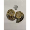 Ammonite sliced pair, 2 1/2″ Prehistoric Online