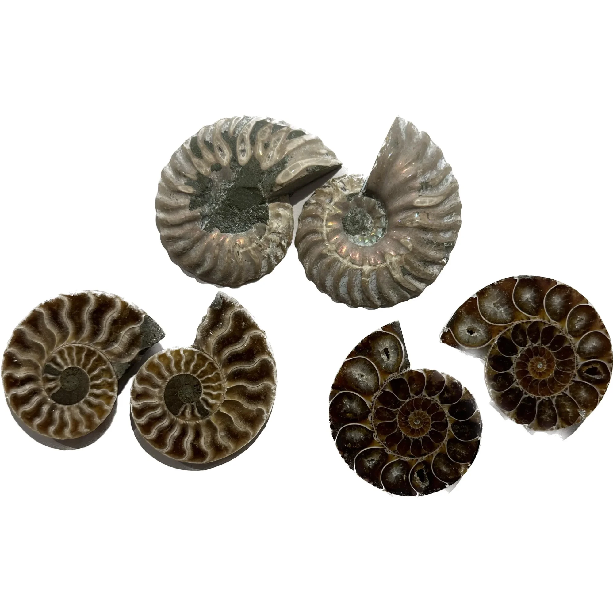 Ammonite sliced pair, 2 1/2″ Prehistoric Online