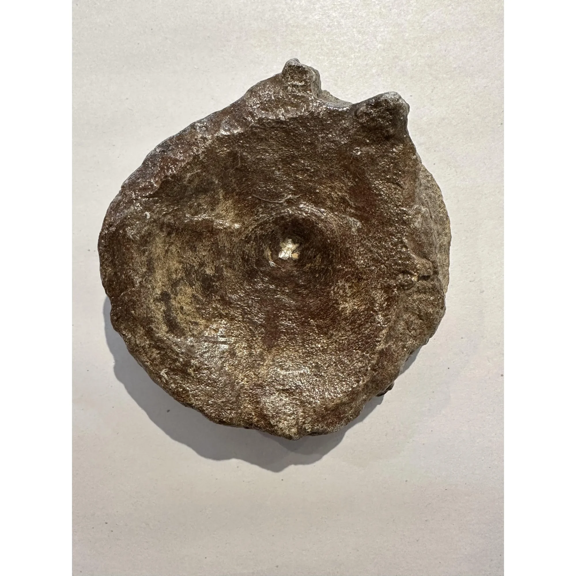 Ichthyosaur Vertebrae fossil, Germany Prehistoric Online