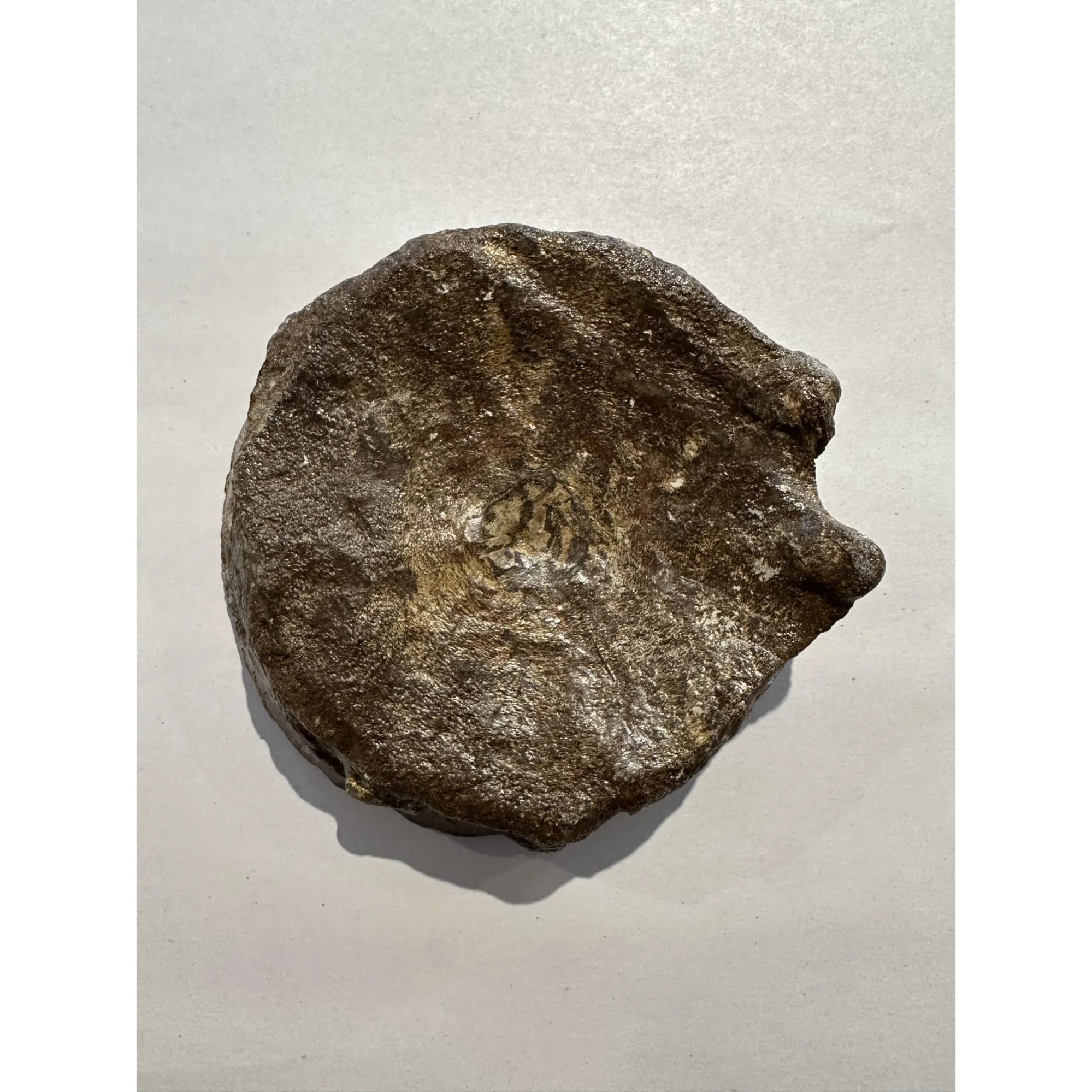 Ichthyosaur Vertebrae fossil, Germany Prehistoric Online