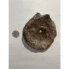 Ichthyosaur Vertebrae fossil, Germany Prehistoric Online