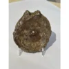 Ichthyosaur Vertebrae fossil, Germany Prehistoric Online