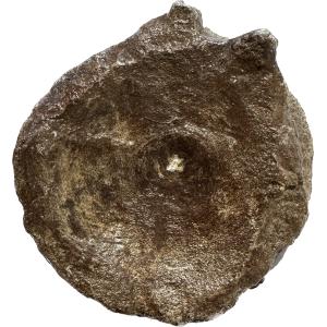 Ichthyosaur Vertebrae fossil, Germany Prehistoric Online