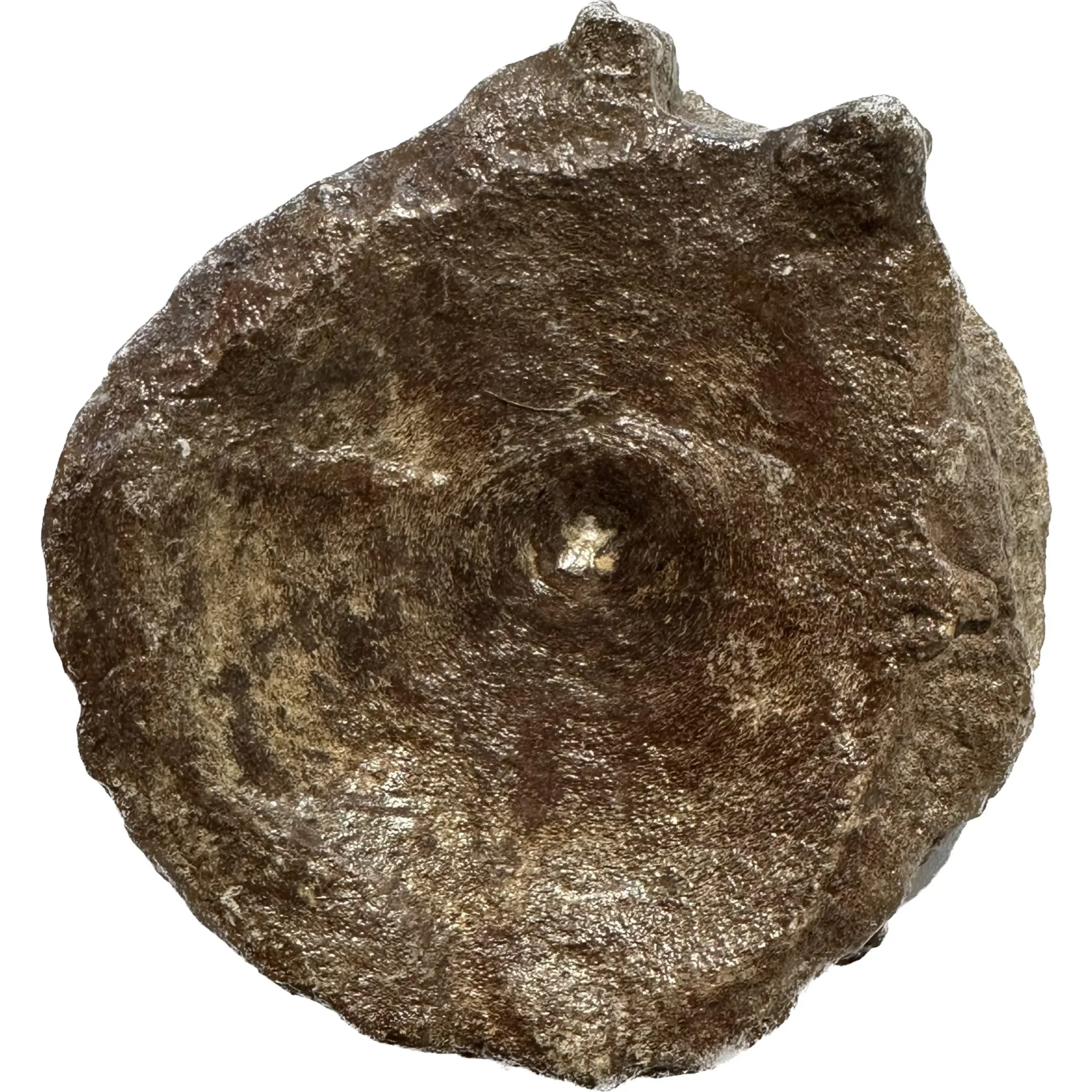 Ichthyosaur Vertebrae fossil, Germany Prehistoric Online