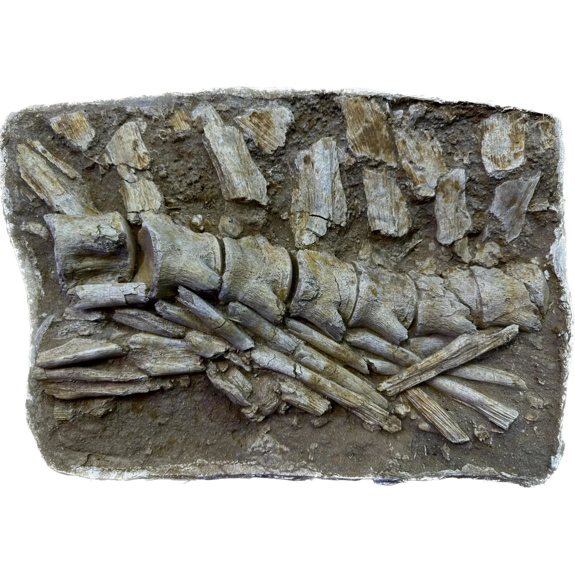 Mosasaur Spine Column in field jacket Prehistoric Online