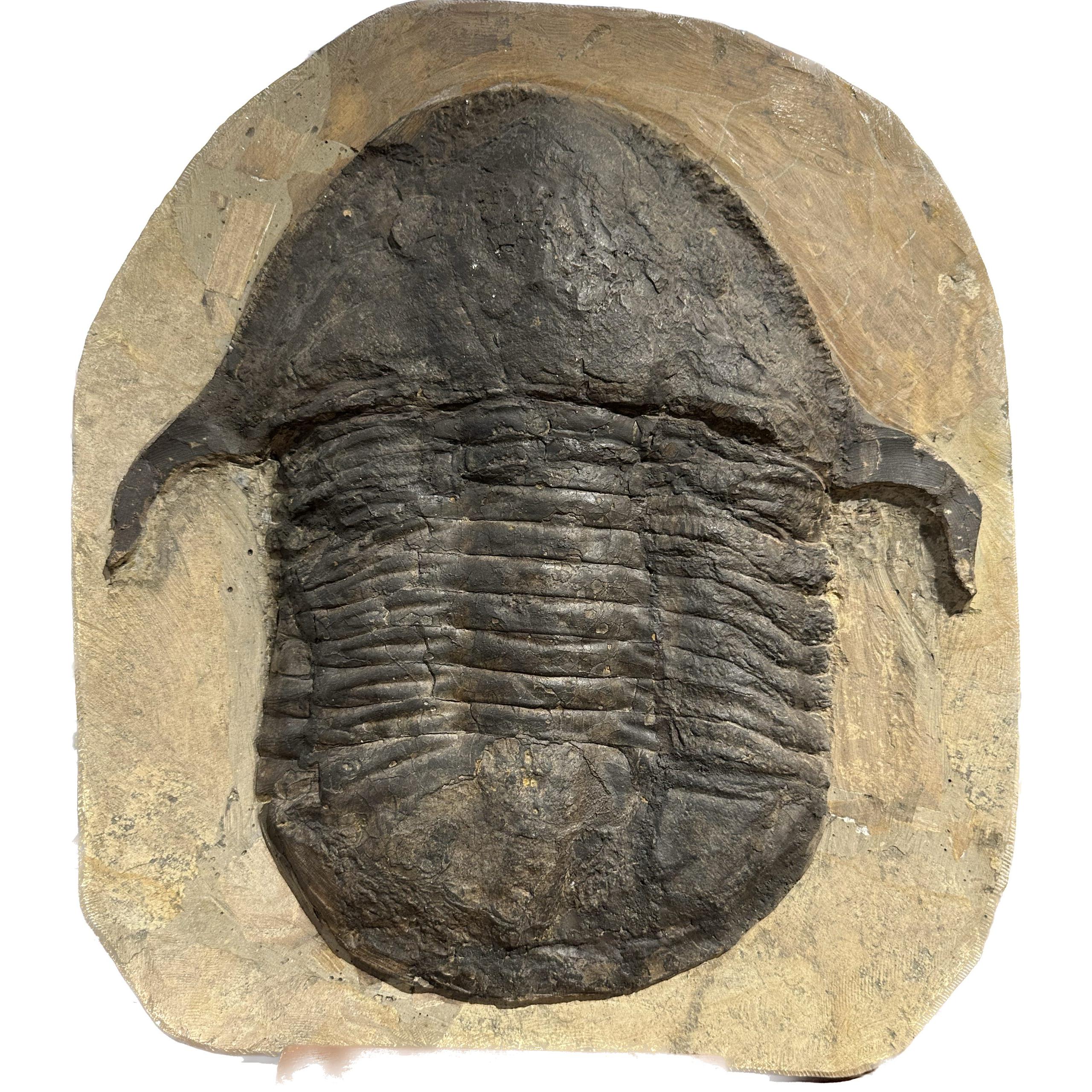Huge Moroccan Lanceaspis Trilobite Fossil » Prehistoric Online
