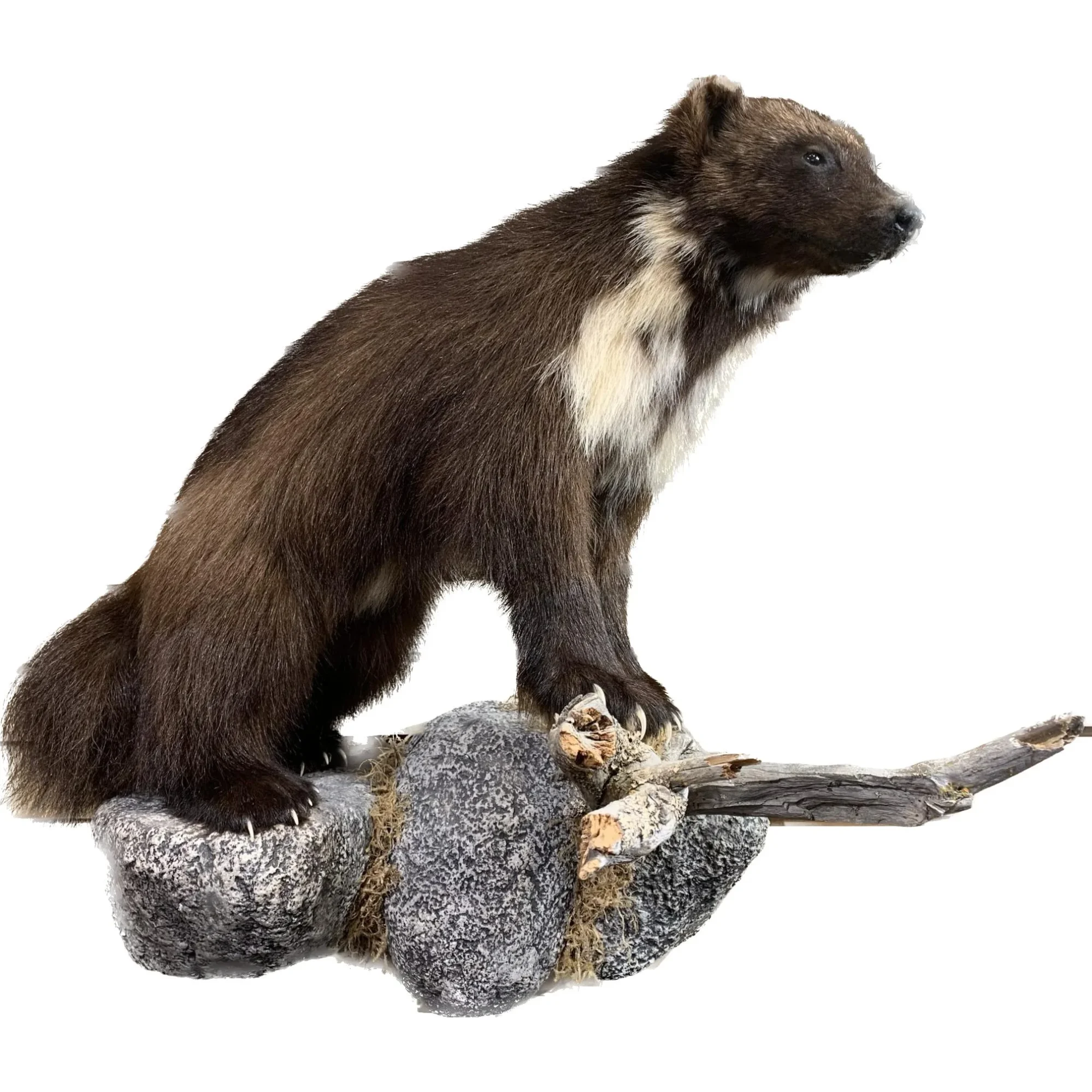 Wolverine world class Taxidermy Prehistoric Online