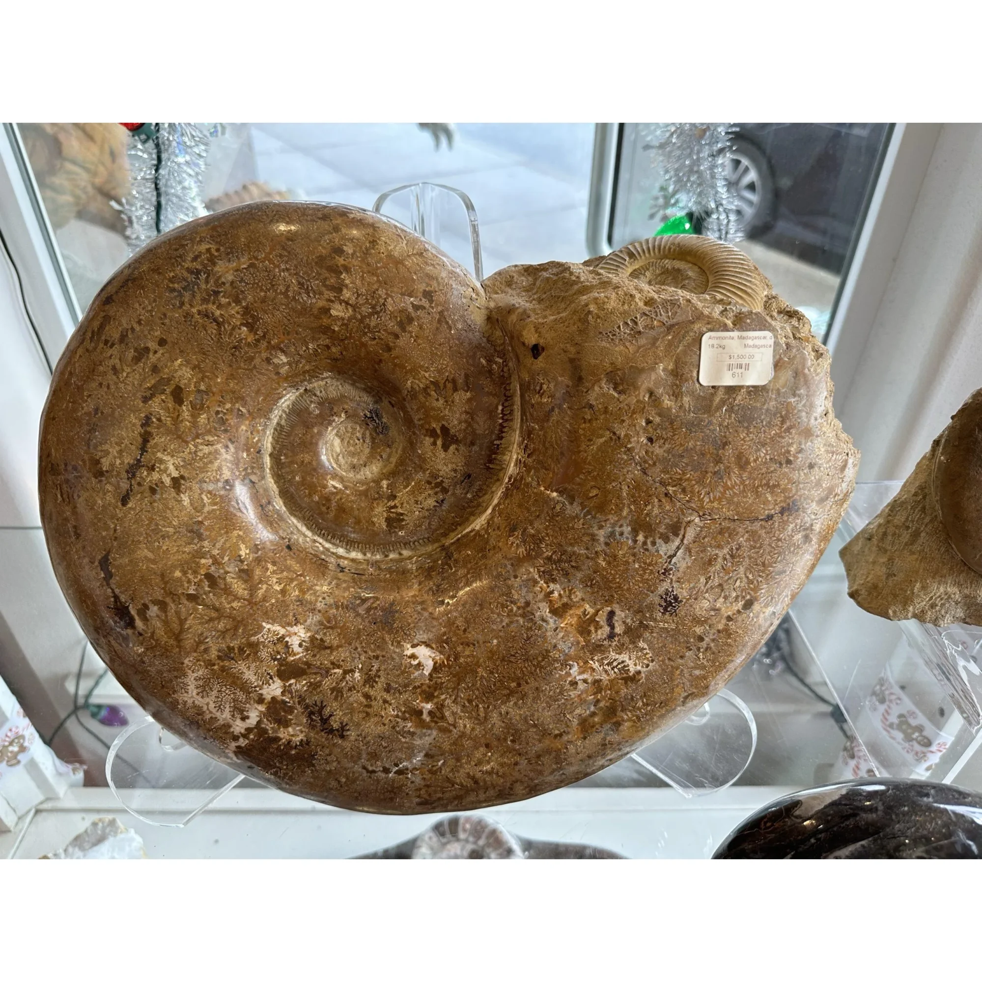 Huge Fossil ammonite pair Prehistoric Online