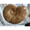 Huge Fossil ammonite pair Prehistoric Online