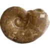 Huge Fossil ammonite pair Prehistoric Online