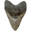 Megalodon Tooth – 5.61″ from North Carolina Prehistoric Online