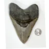 Megalodon Tooth – 5.61″ from North Carolina Prehistoric Online