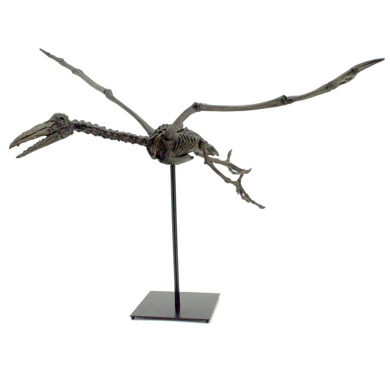 Pterodactylus Life Size Replica Flying Male Open Mouth Dinosaur