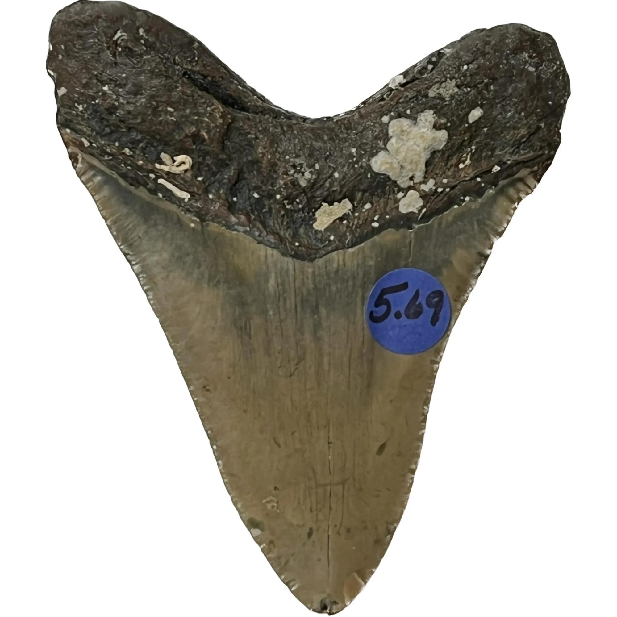 Megalodon Tooth – 5.69″, North Carolina Prehistoric Online