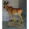 African Hartebeest Antelope Prehistoric Online