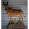 African Hartebeest Antelope Prehistoric Online