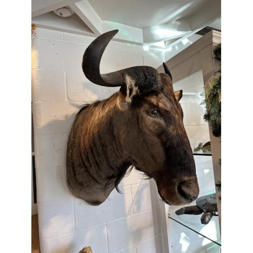 Huge African Blue Wildebeest Head Mount Prehistoric Online