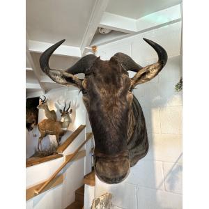 African Blue Wildebeest mount Prehistoric Online