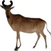 African Hartebeest Antelope Prehistoric Online