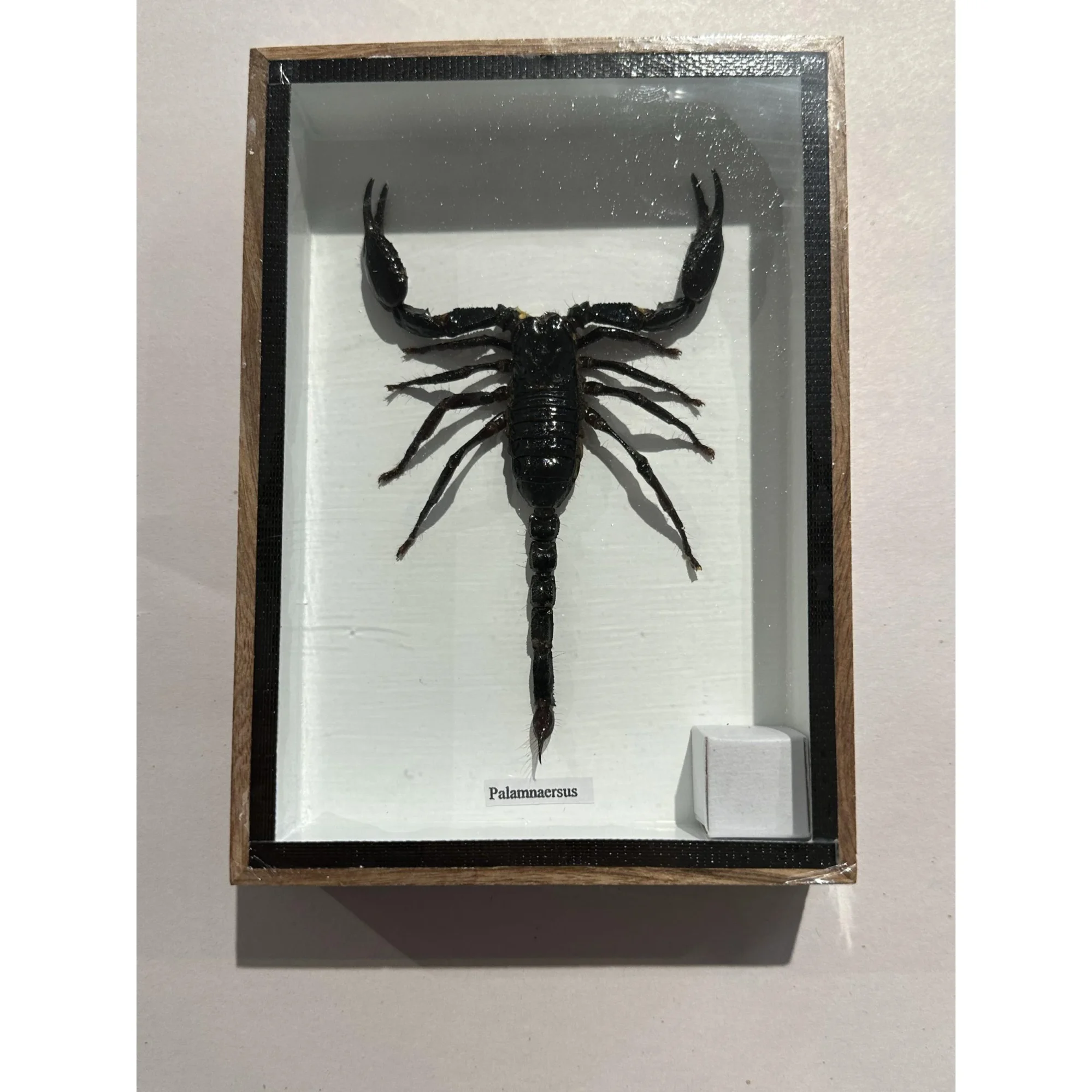 Giant Scorpion Framed, Palamnaersus Prehistoric Online