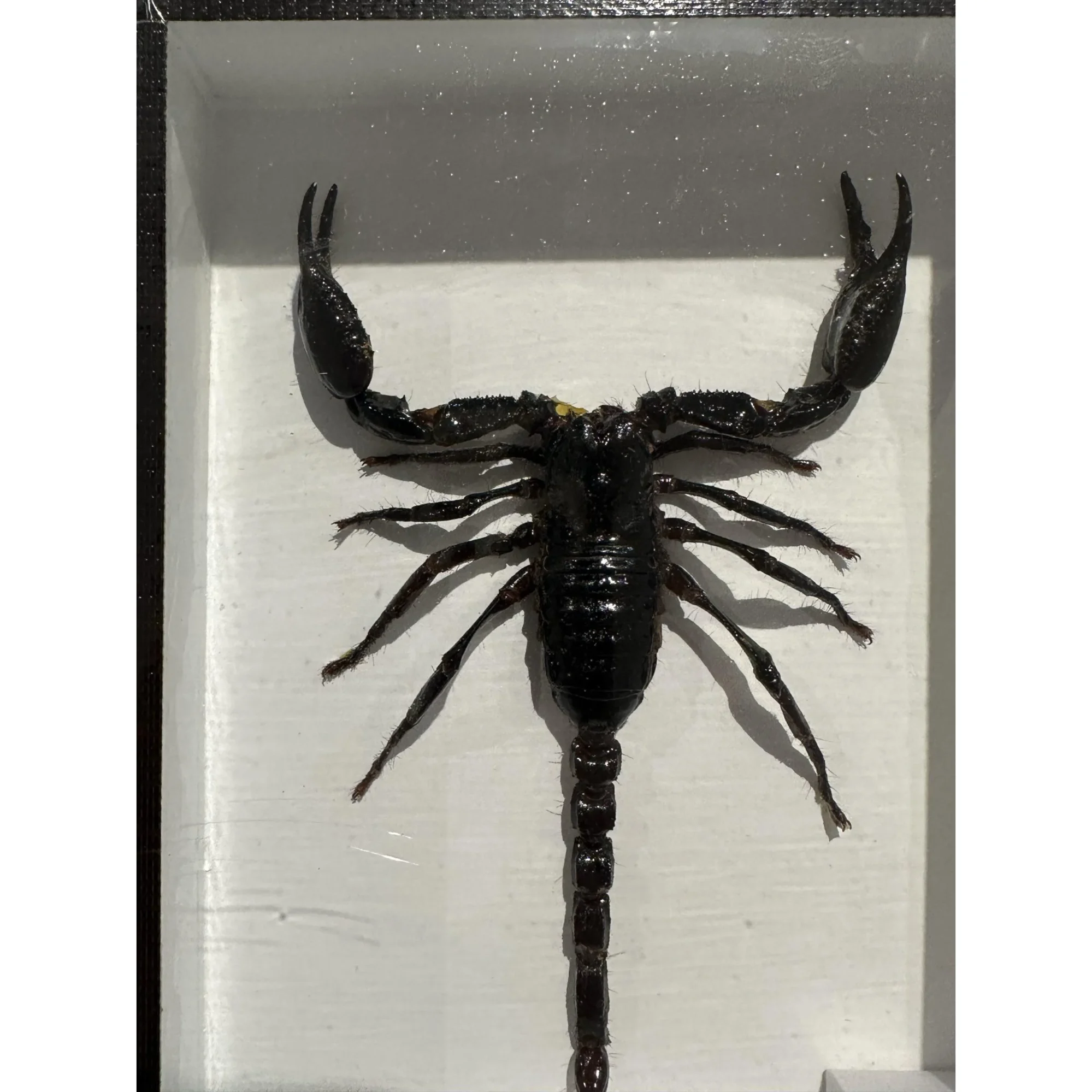 Giant Scorpion Framed, Palamnaersus Prehistoric Online