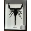 Giant Scorpion Framed, Palamnaersus Prehistoric Online