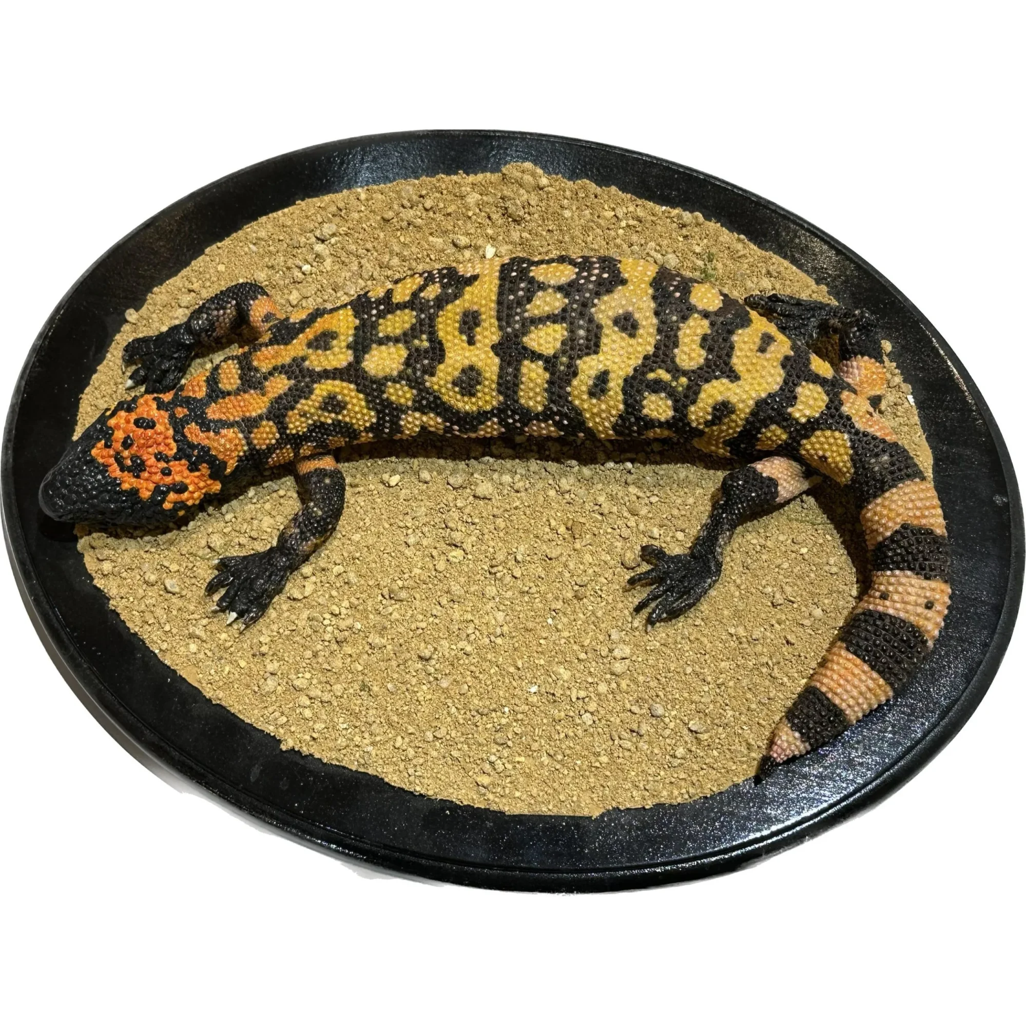 Gia Monster lizard taxidermy Prehistoric Online