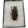 Titanus Giganteus Beetle Massive 109mm Prehistoric Online