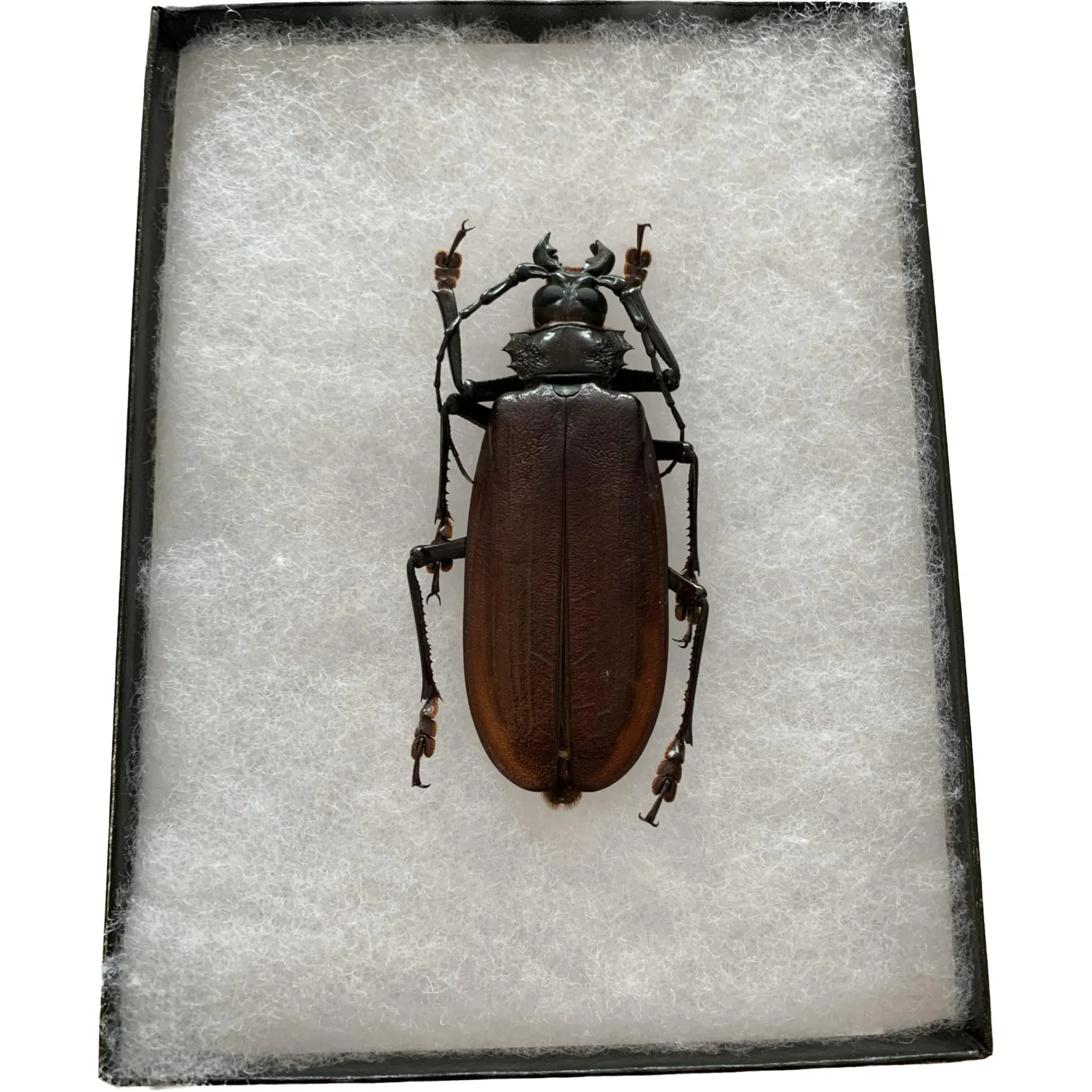 Titanus Giganteus Beetle Massive 109mm Prehistoric Online