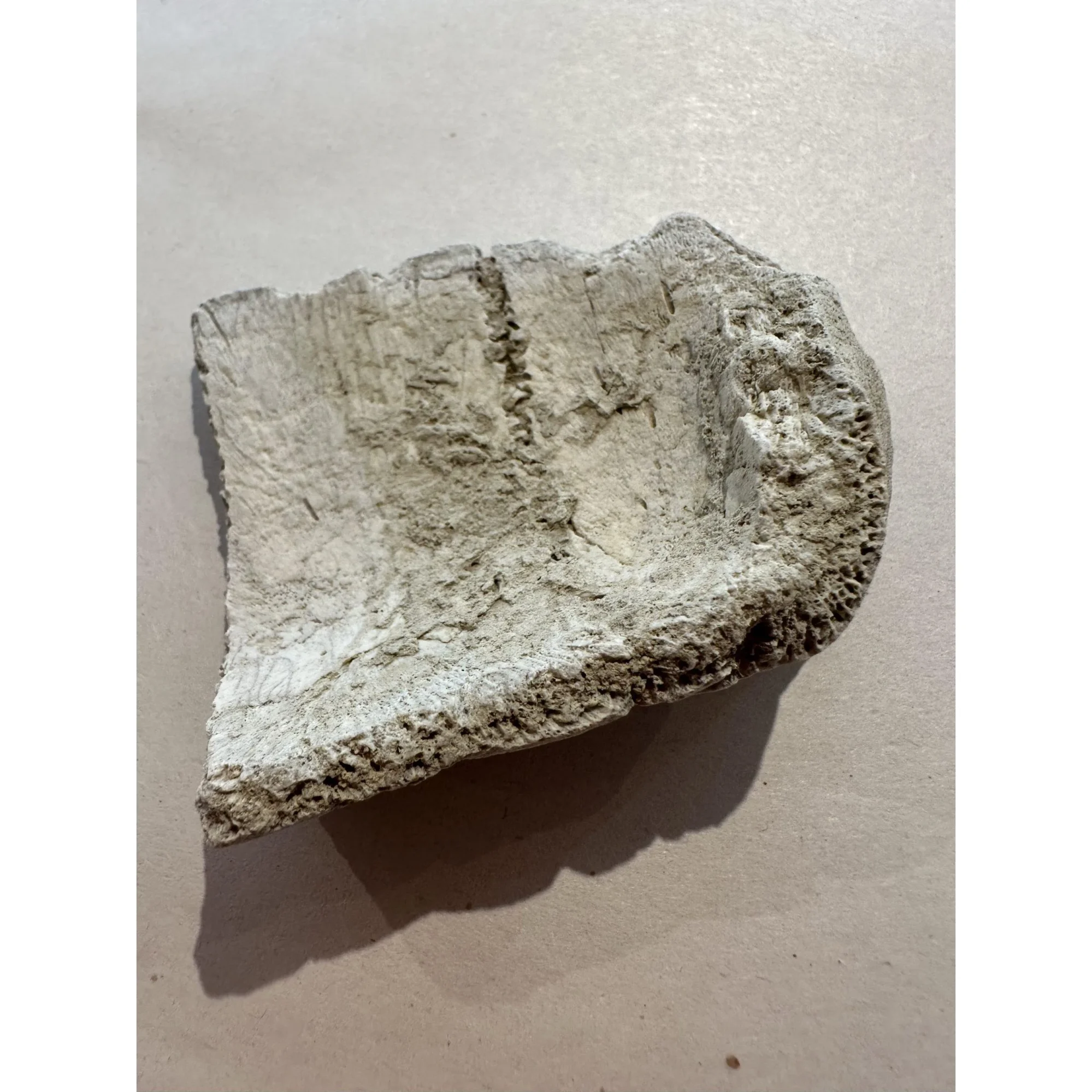 fossil Turtle shell, Oligocene age Prehistoric Online