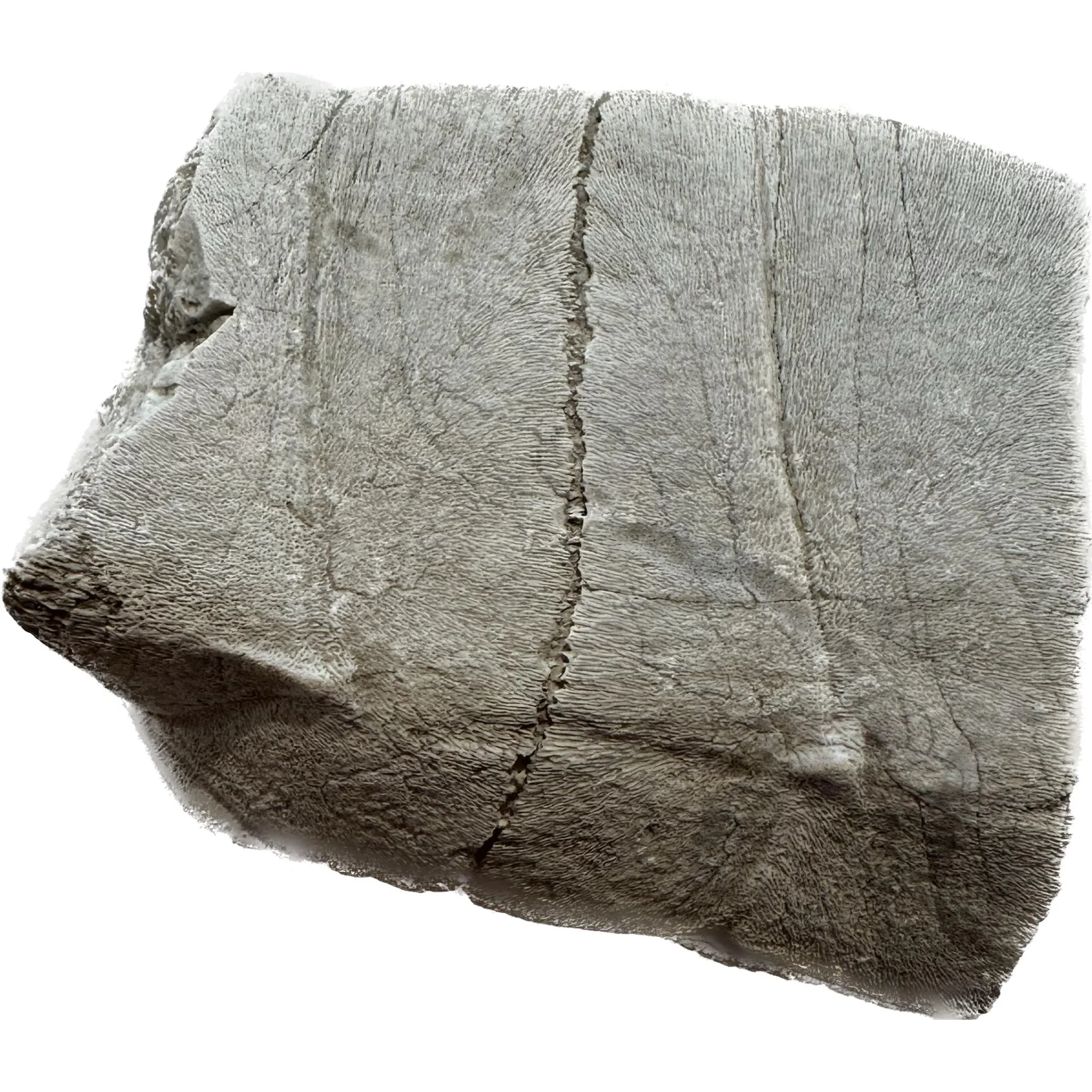 fossil Turtle shell, Oligocene age Prehistoric Online