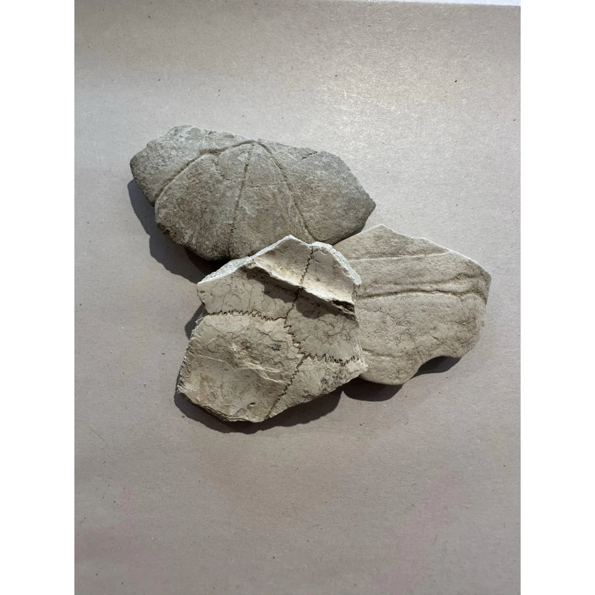 Turtle shell section, Oligocene age Prehistoric Online