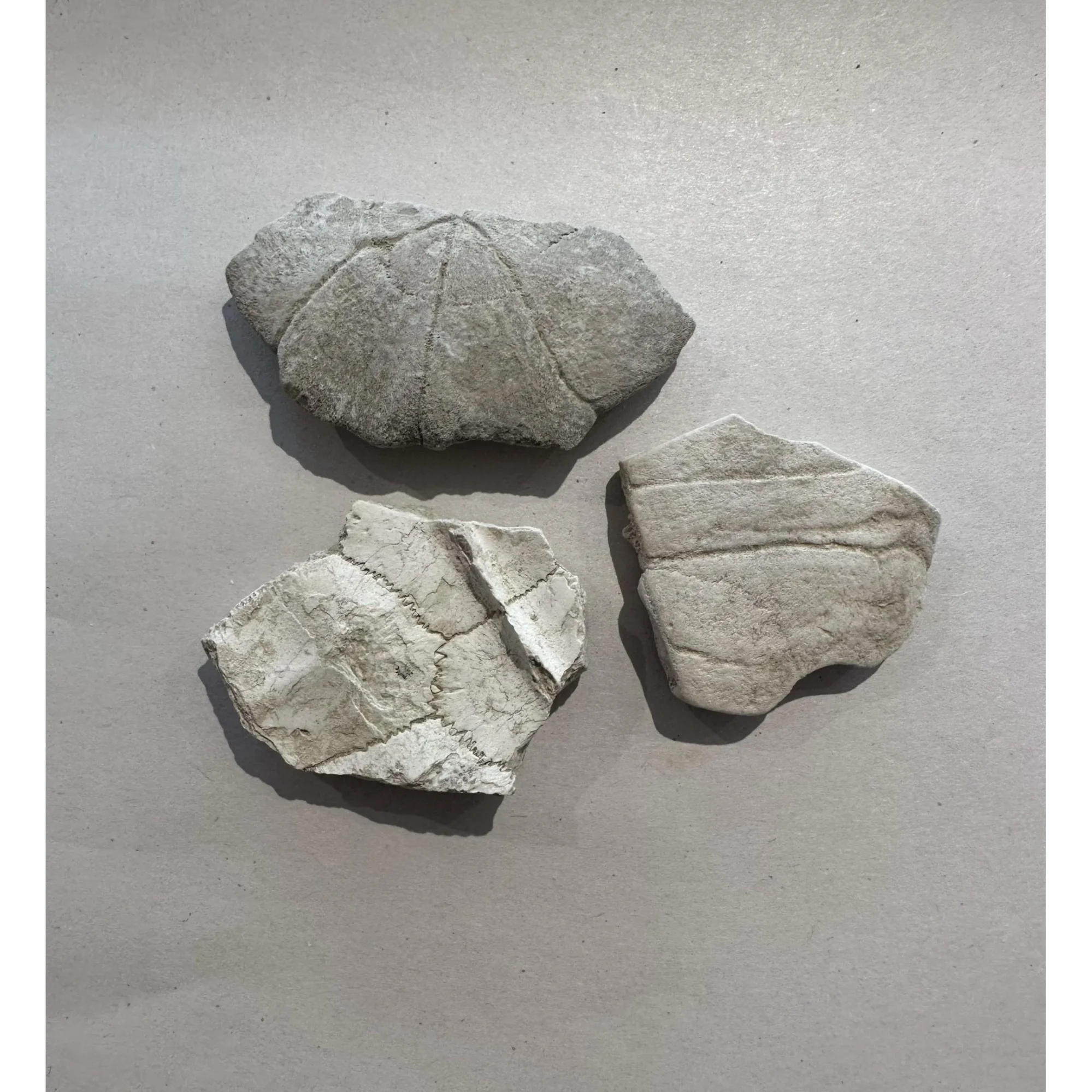 Turtle shell section, Oligocene age Prehistoric Online