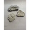 Turtle shell section, Oligocene age Prehistoric Online