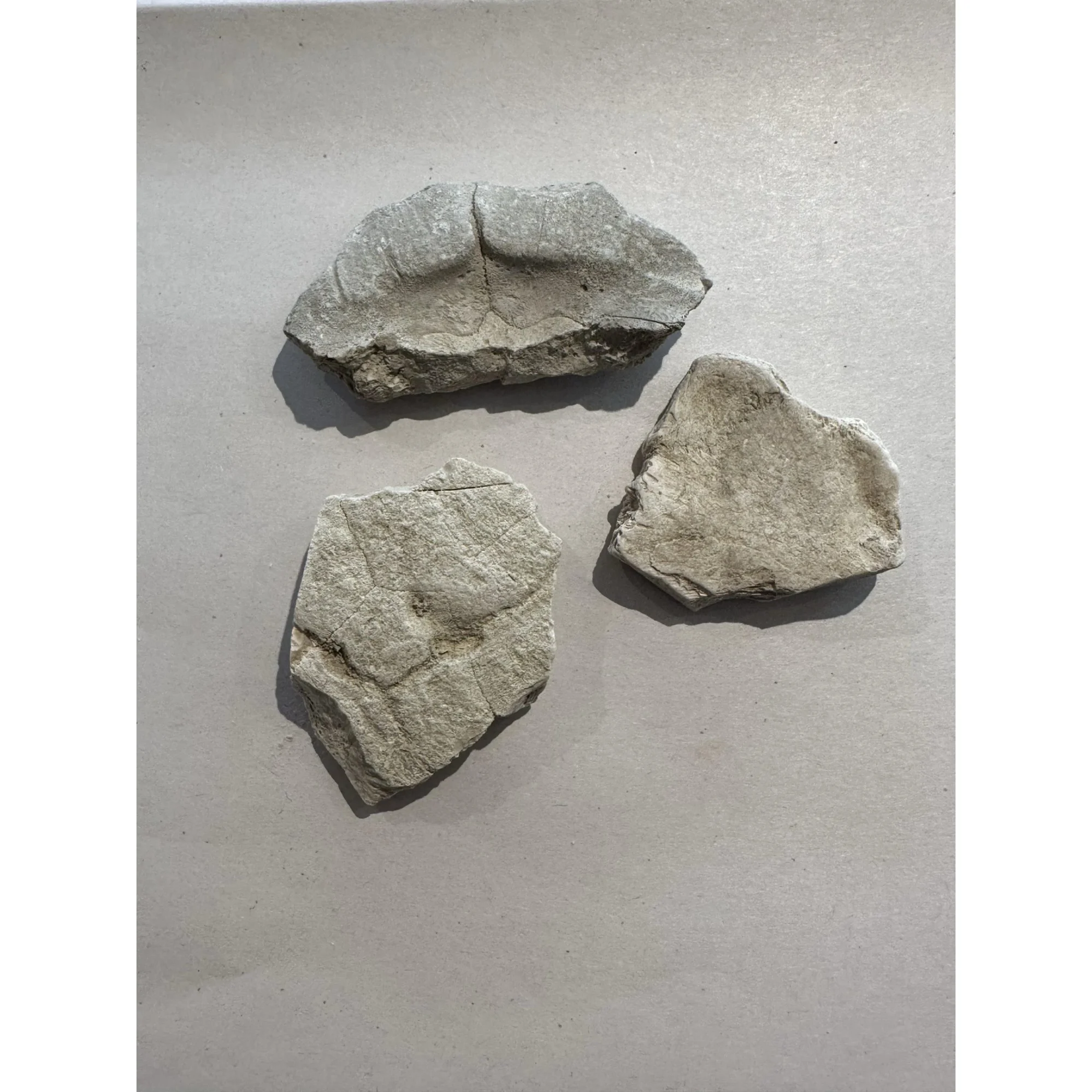 Turtle shell section, Oligocene age Prehistoric Online