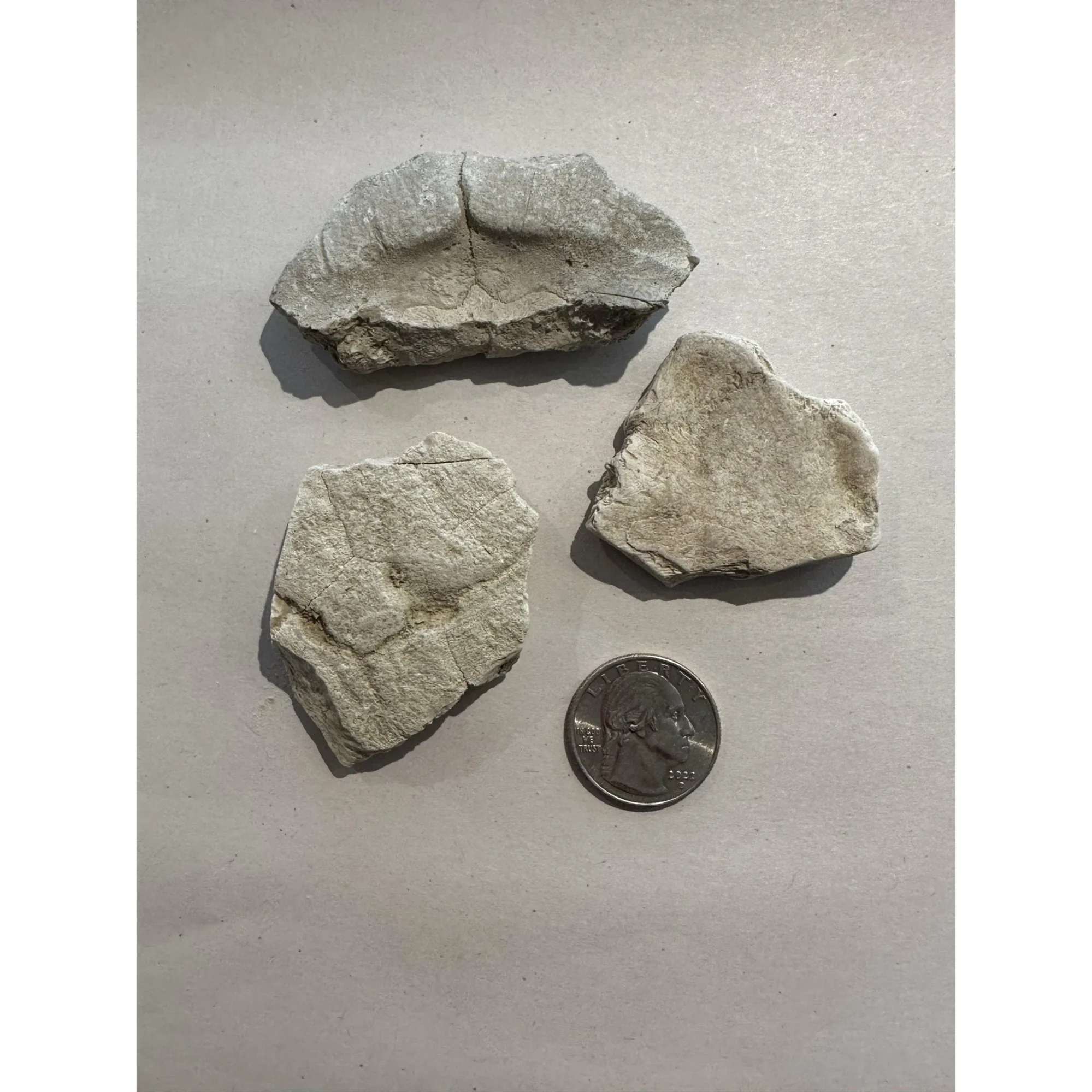 Turtle shell section, Oligocene age Prehistoric Online