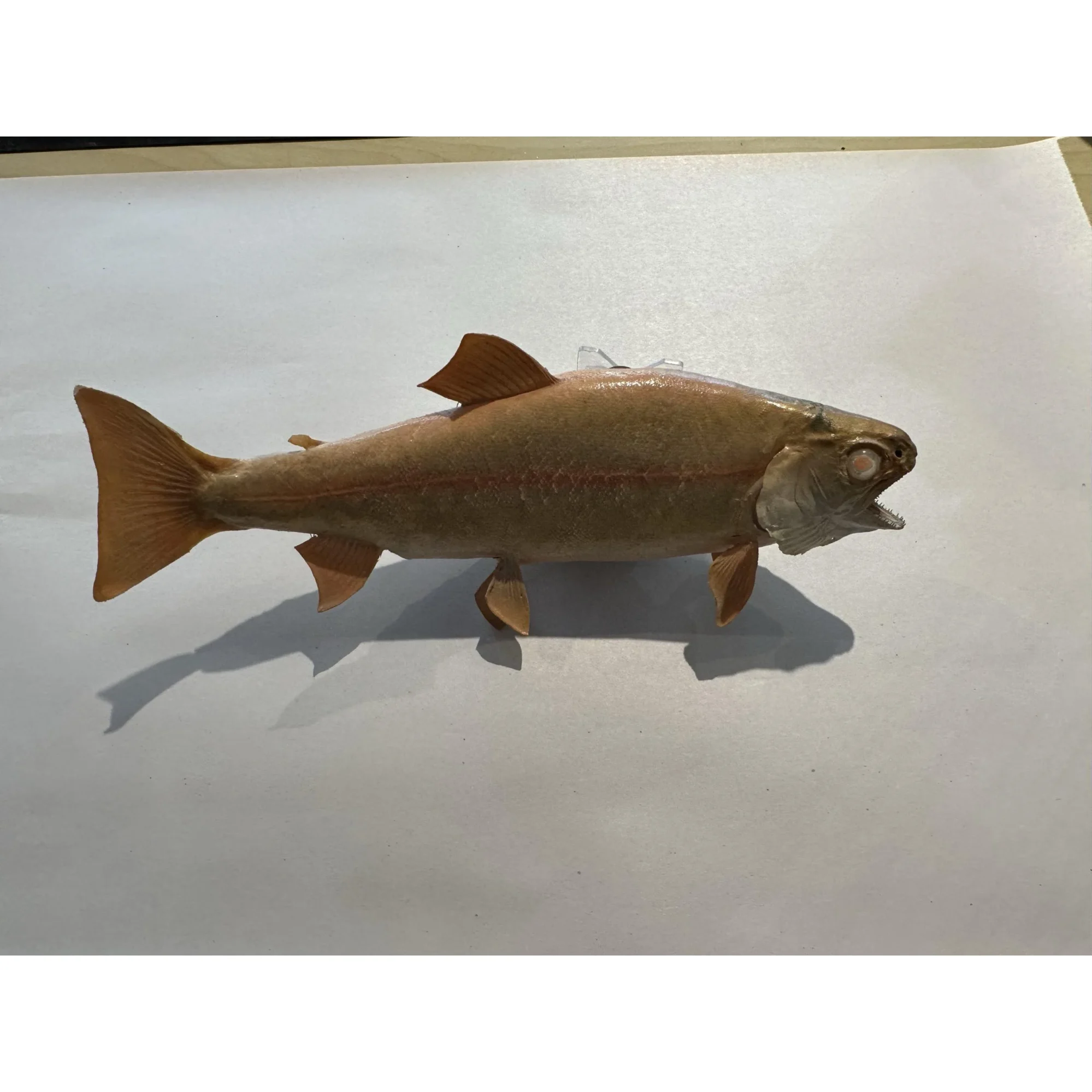 Albino Brook Trout, wall mount Prehistoric Online