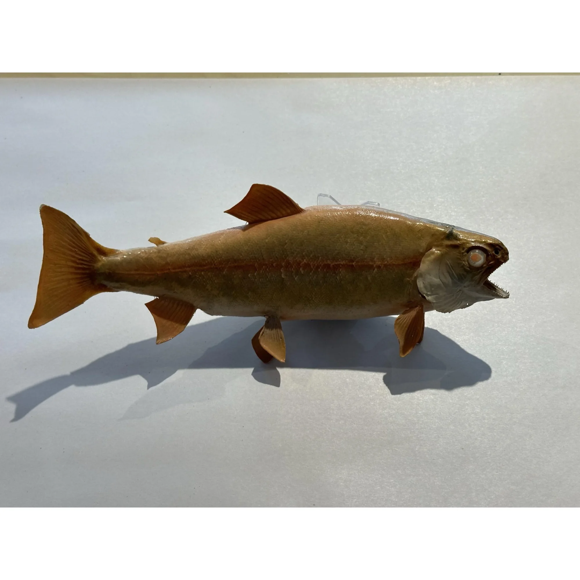 Albino Brook Trout, wall mount Prehistoric Online