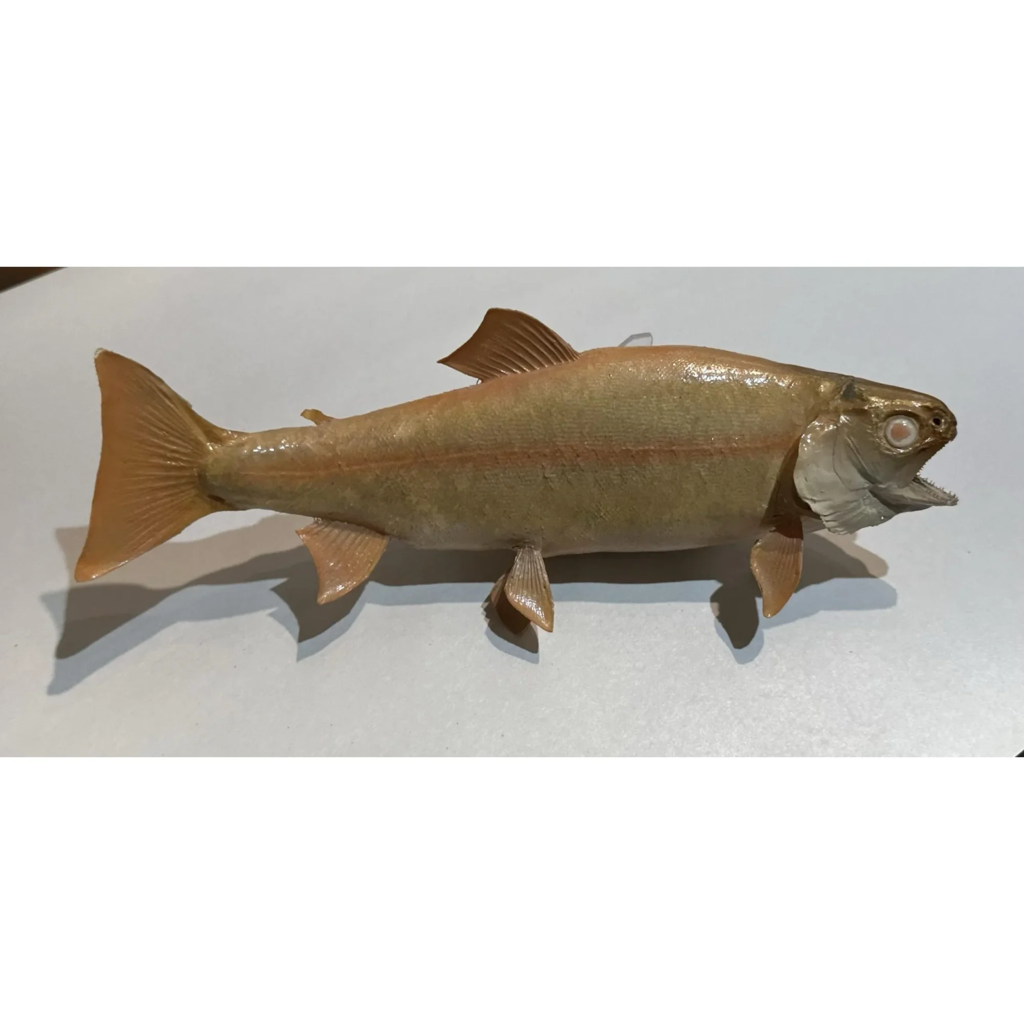 Albino Brook Trout, wall mount Prehistoric Online