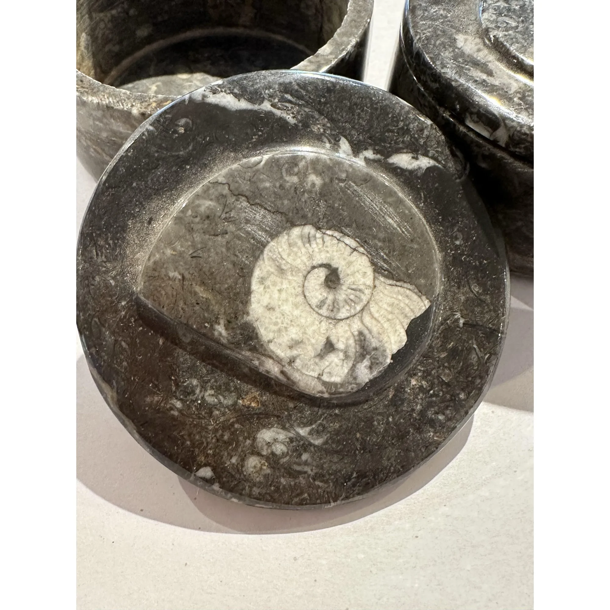 Fossil Ammonite box, round 3 1/2″ diameter Prehistoric Online