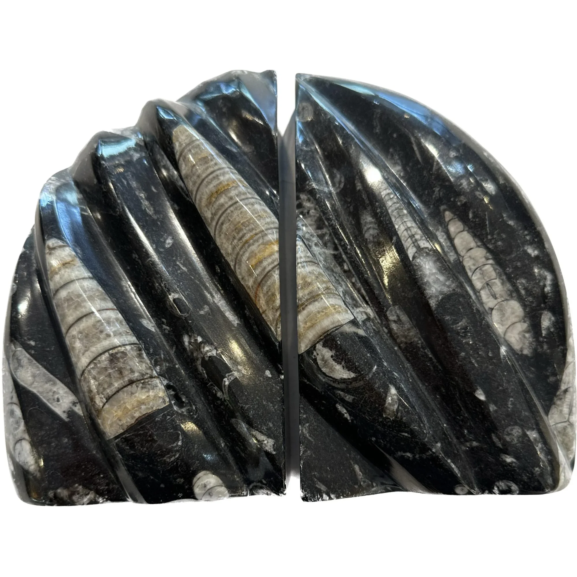 Orthoceras Fossil Bookends Prehistoric Online