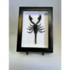 Scorpion, Professionally Framed Prehistoric Online